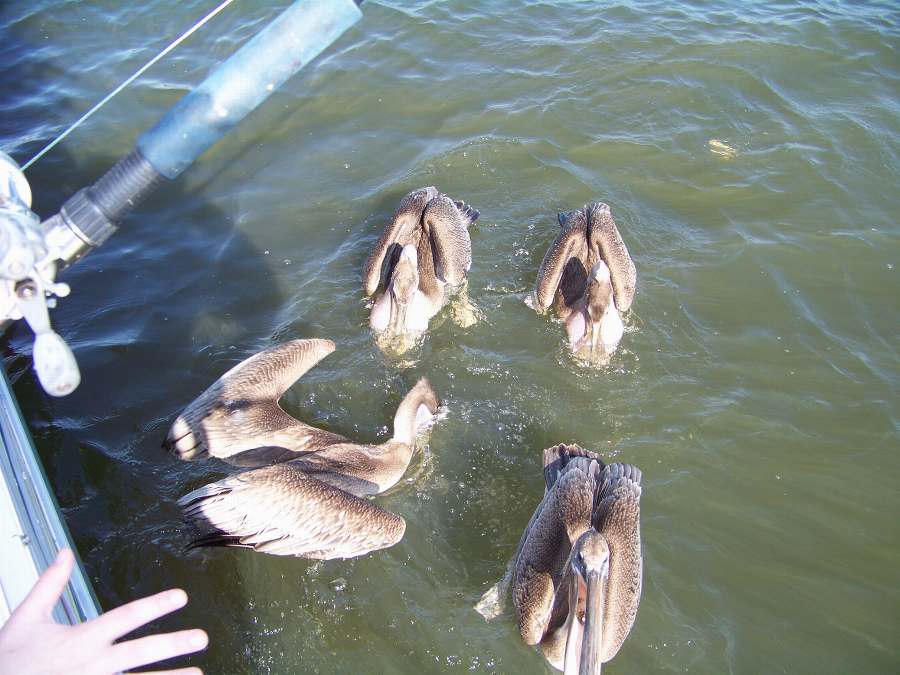 DO YOU THINK THE BOYS HAVE BEEN FEEDING THE PELICANS? 2-1-09