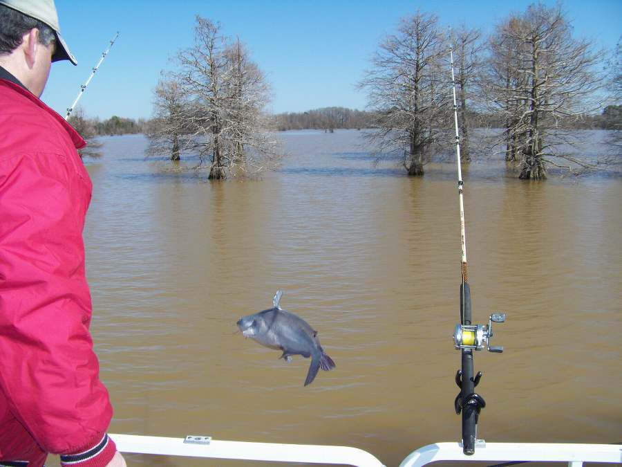 I TOLD YOU THEY WERE RELEASED!  THIS WAS JUST ONE OF 17 FISH RELEASED TODAY.  2-20-10